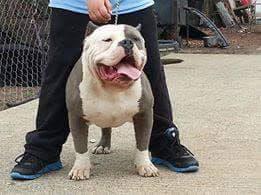 ICEMAN KENNEL ICHIGO FURASAKI