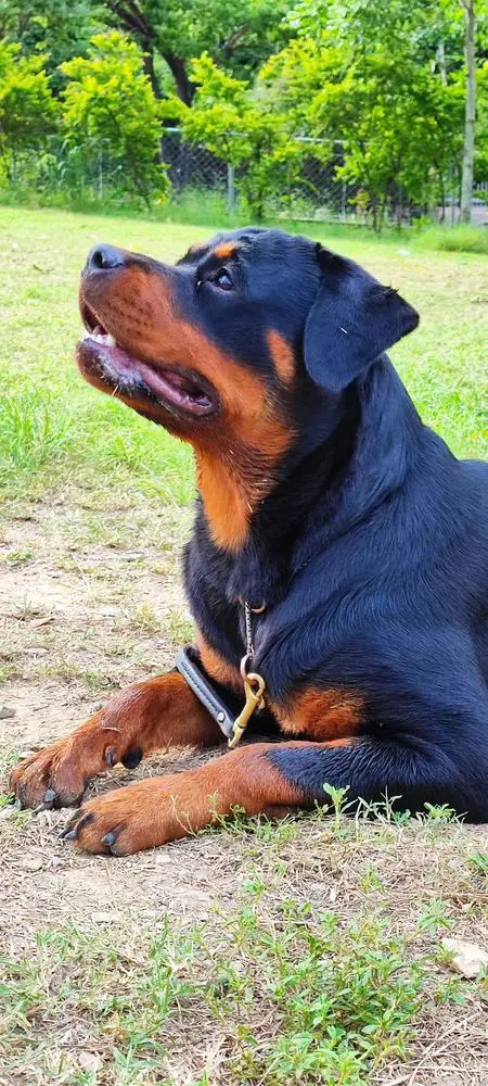 ANKA DACHET