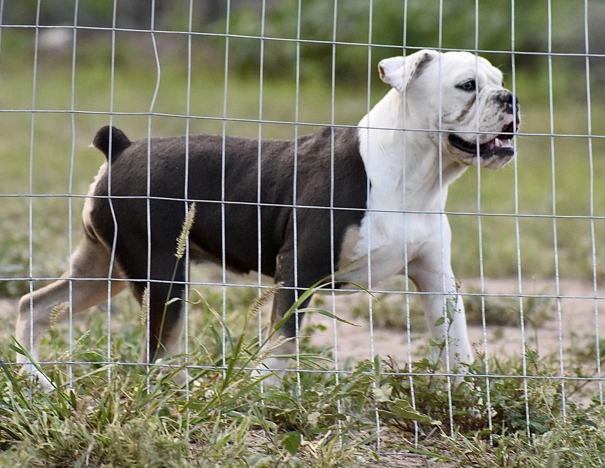 Old Toned Bulldog Nala