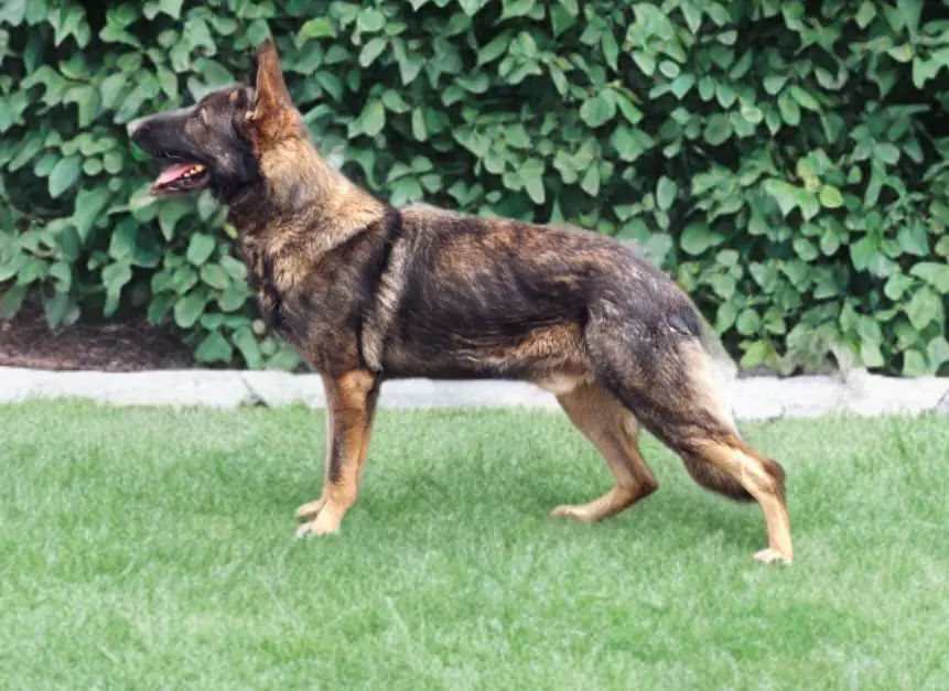 Cairo von Hammer