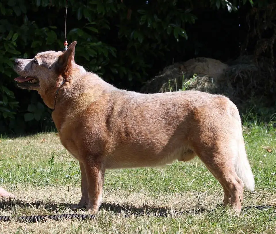 4 Legged Lethal Weapon