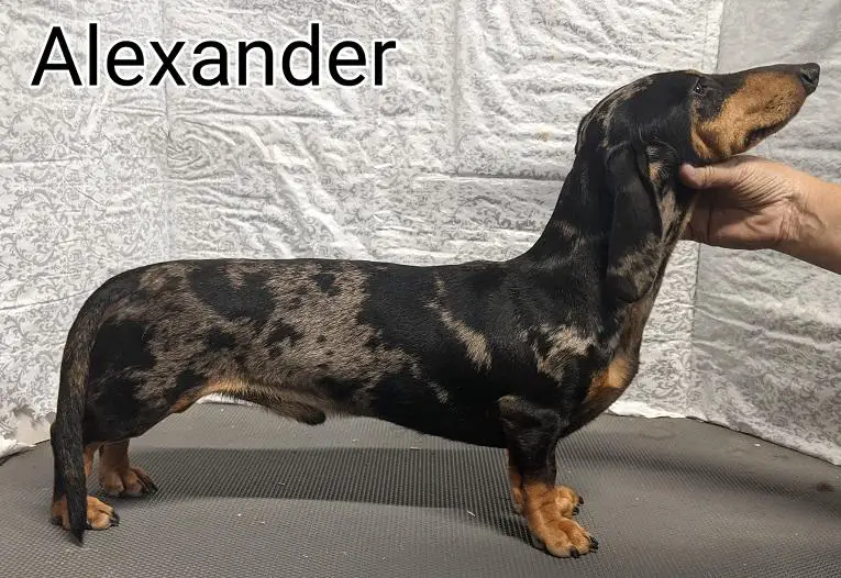 WTL Deco Alexander The Hottie MS