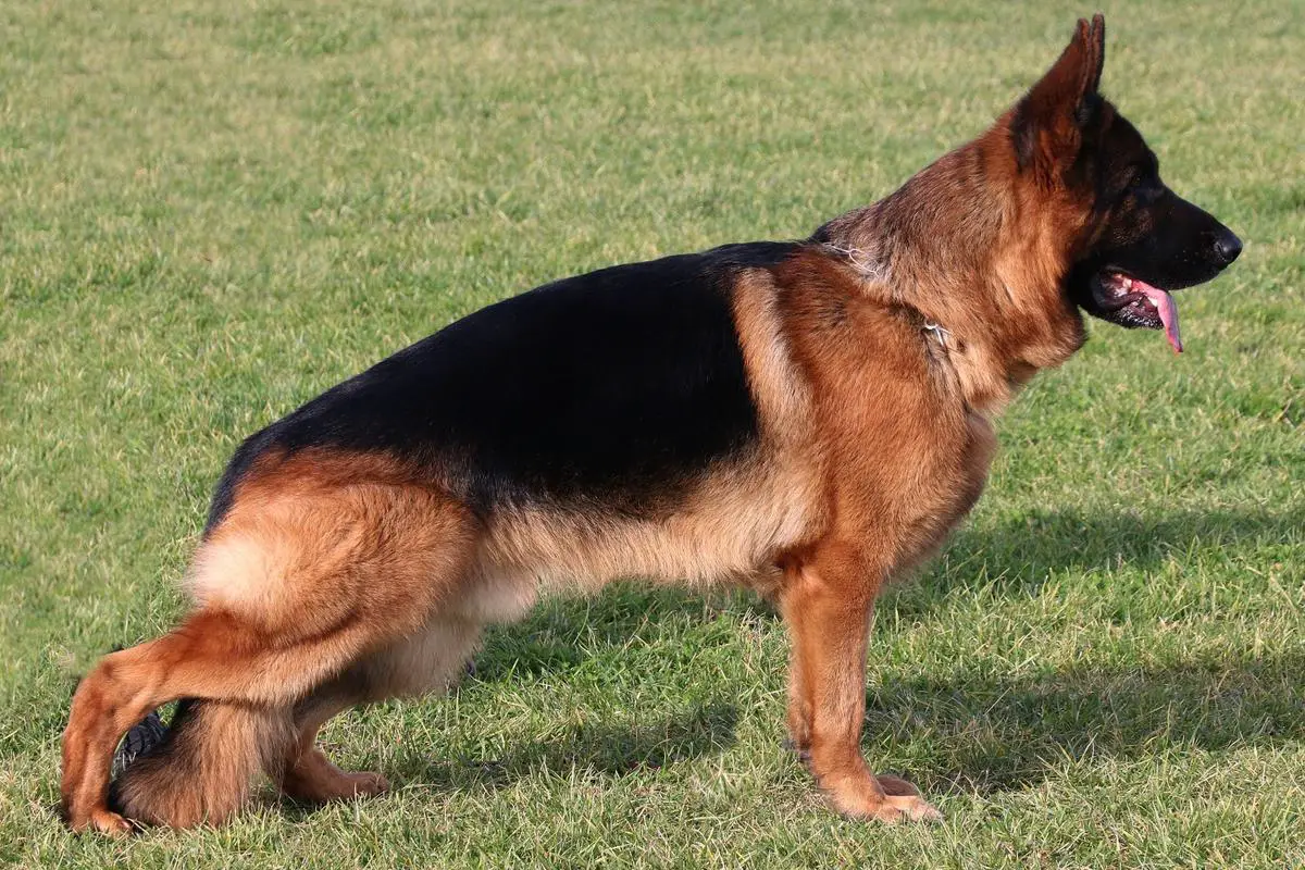 Kenzo vom Waldschlösschen