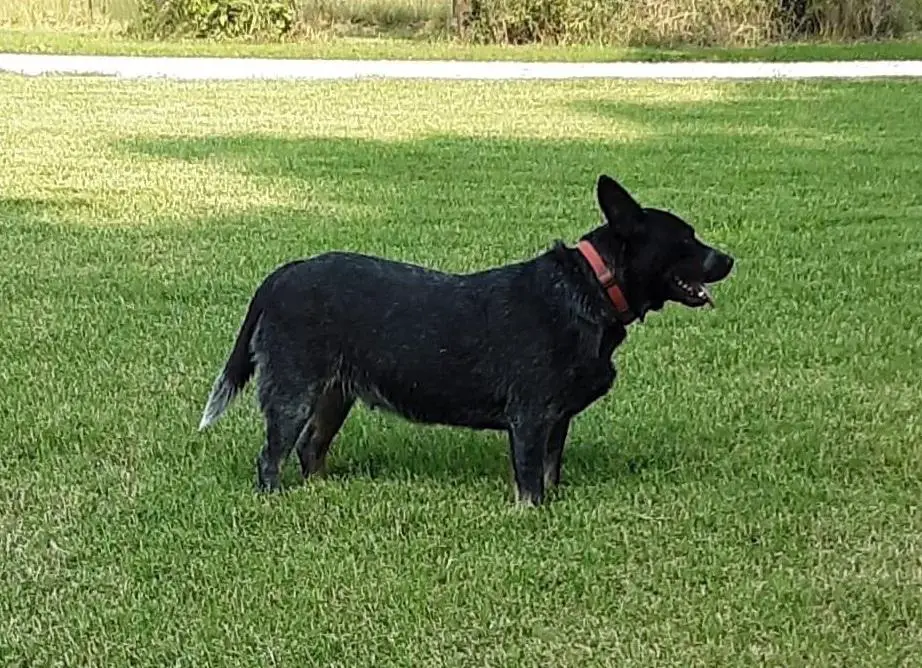 Shrum's Roxie