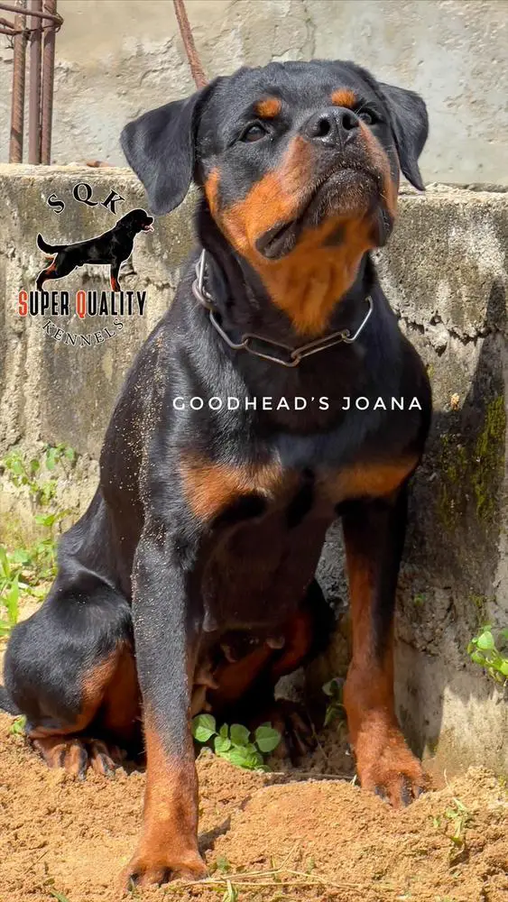 Goodhead's Joana