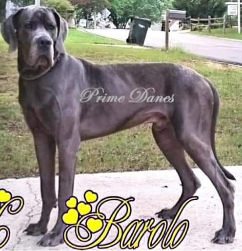 Ftz Barolo Giovanni Prime Danes