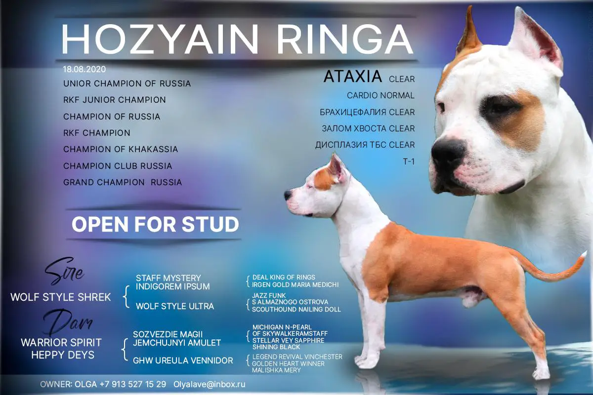 HOZYAIN RINGA