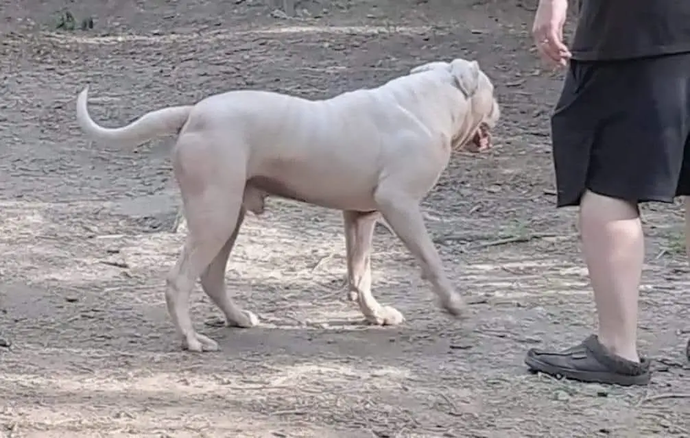 MRT'S Thor of Daisy May's