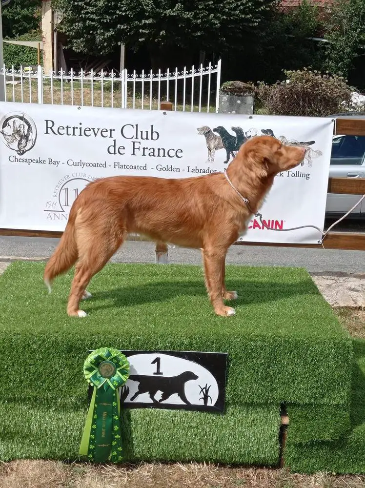 Canis Amicus Belinda