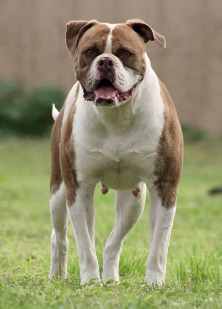 SRT’s Sheba of TeamBallin