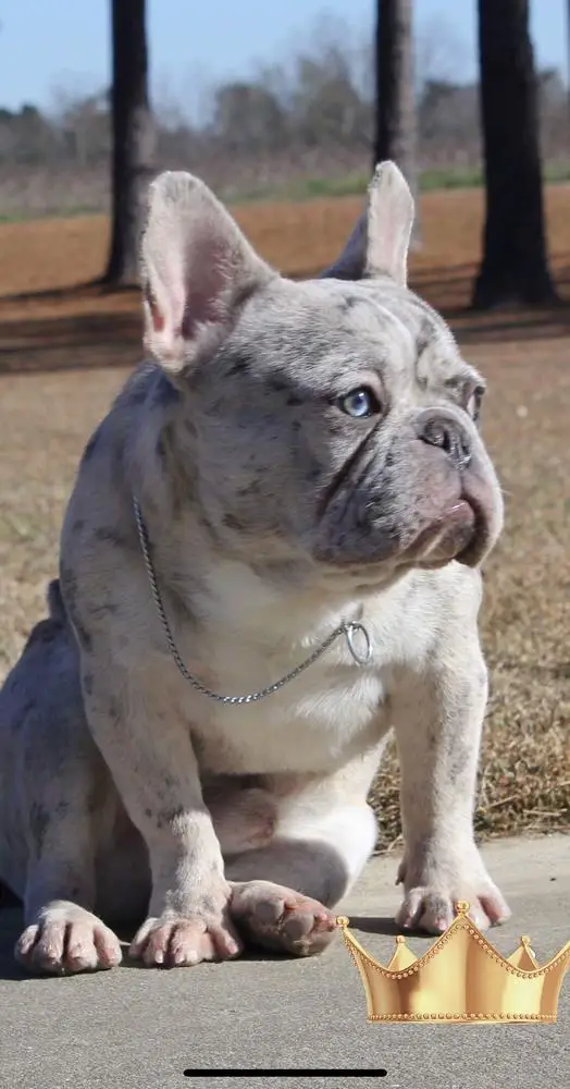 DIAMONDS STP SIR VON LANCELOT