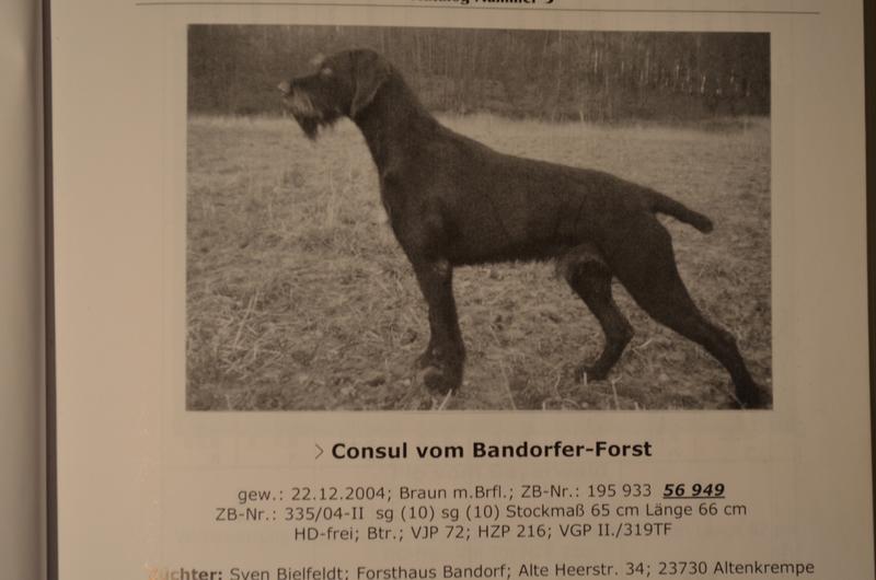 Consul vom Bandorfer Forst