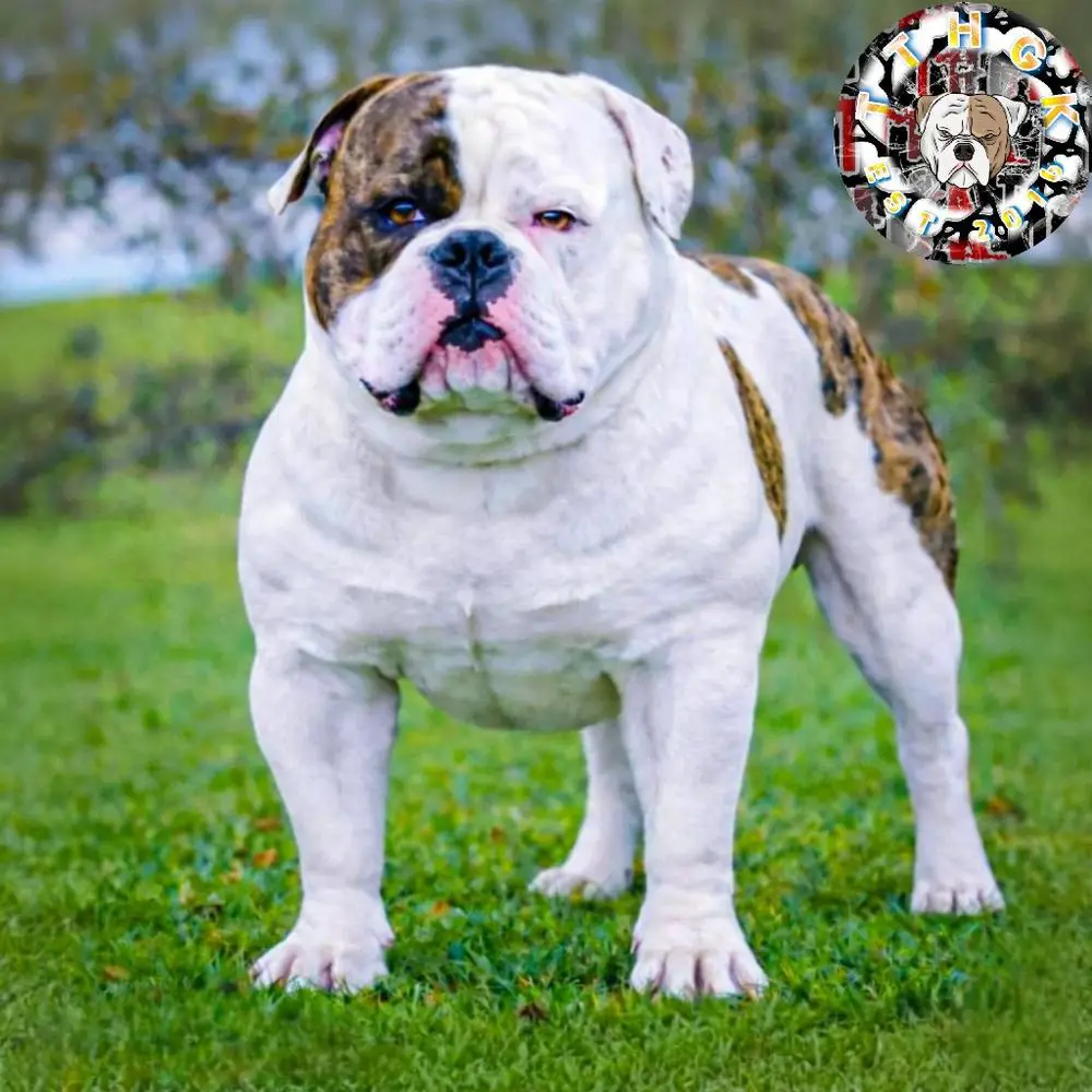 TTHGK BONE CRUSHER AKA BOSS