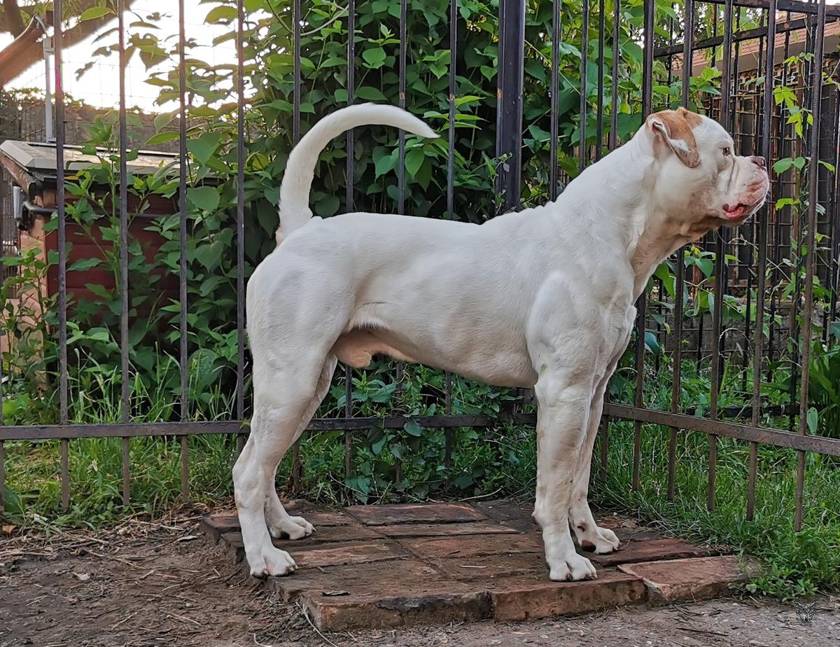Turul Bulls Venice of Destiny's Bulls aka Koda