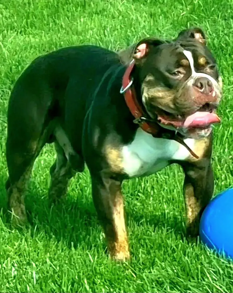 Spit Fire Bulldogges Catch Me If You Can