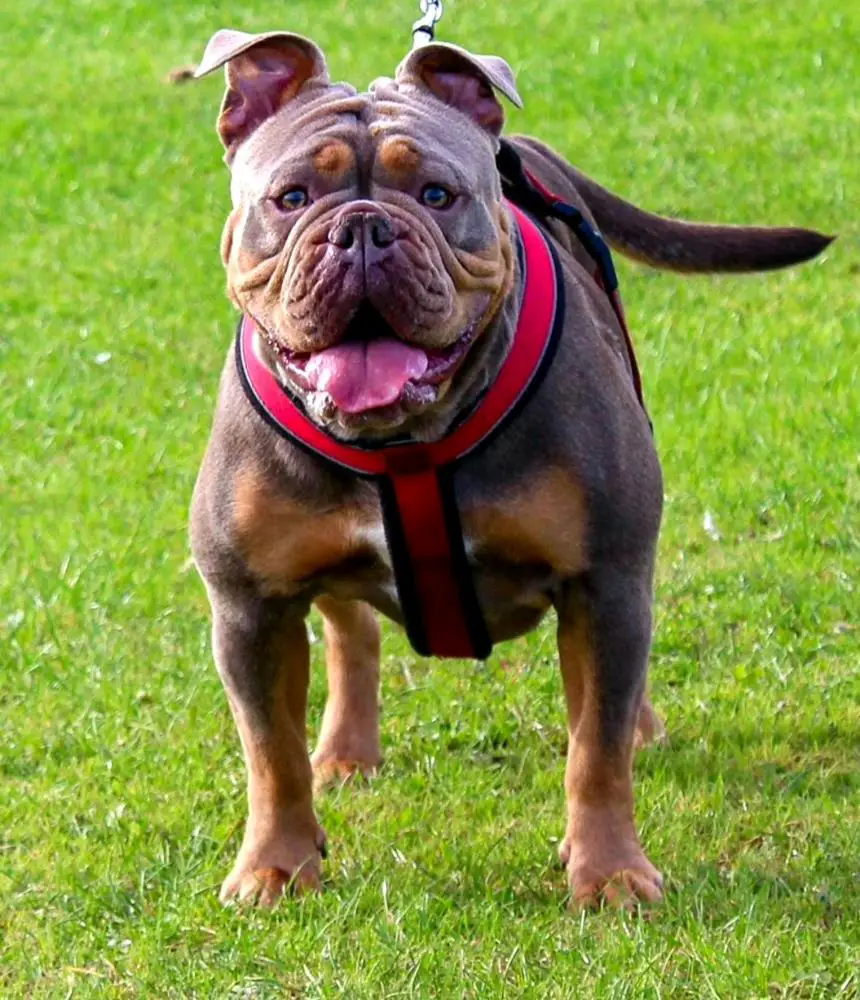 G-Line Bullyz Callie@SFB
