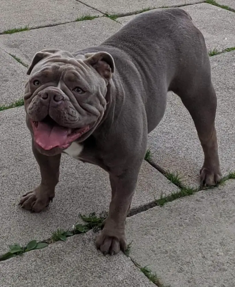 G-Line Bullyz Cheeko