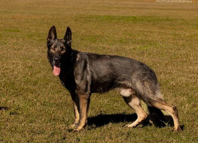 Enzo Faro Policia Franco Van Den Heuvel