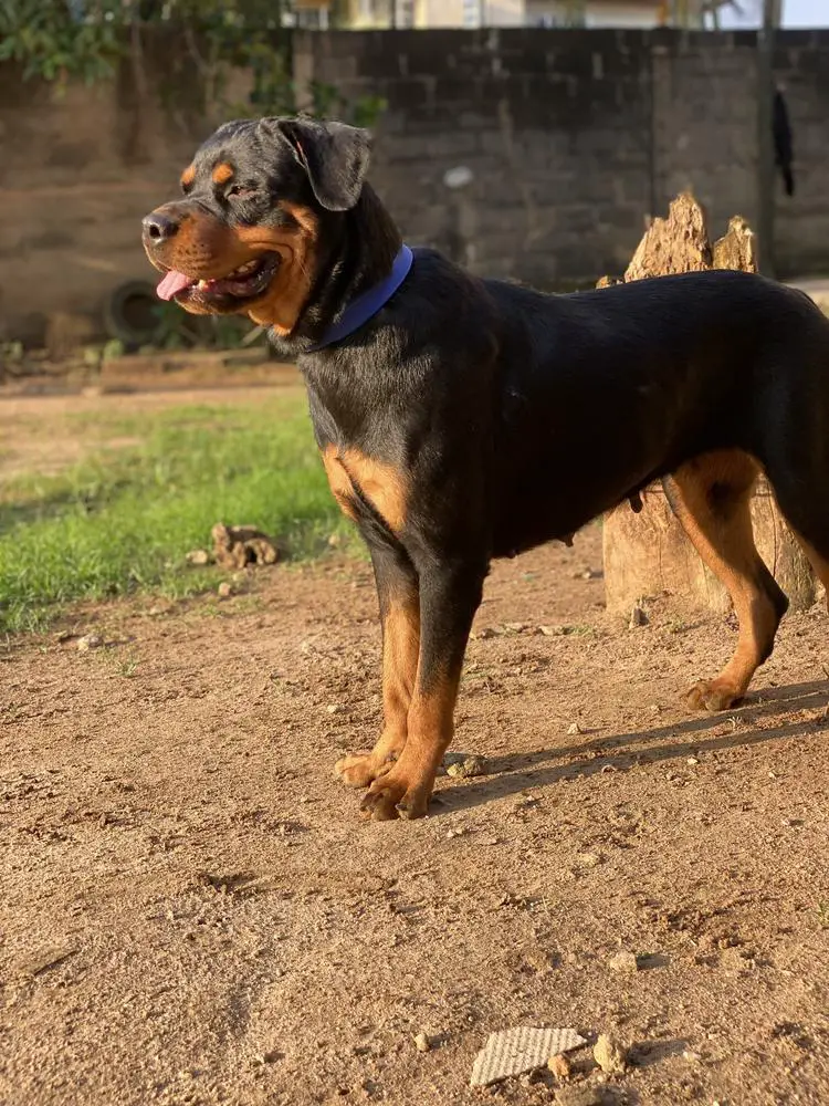 Rainbow Black Ivory kennels