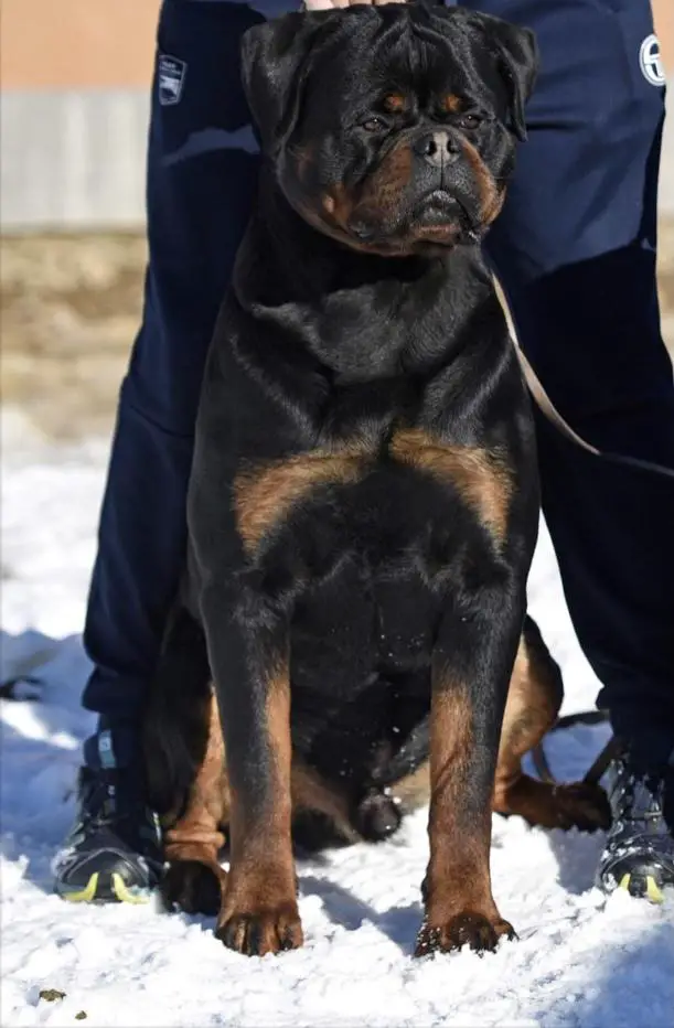 Boss Niko Rott