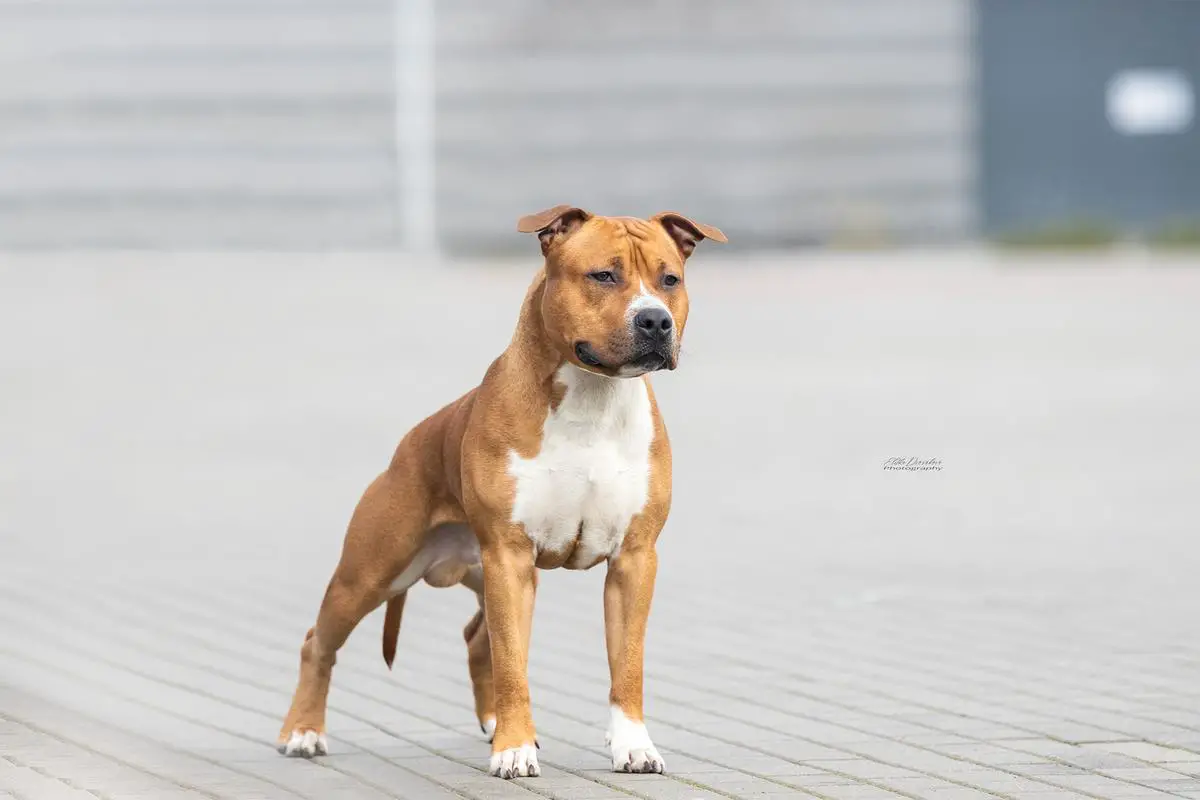 Gypsy Big Star Rebelsand