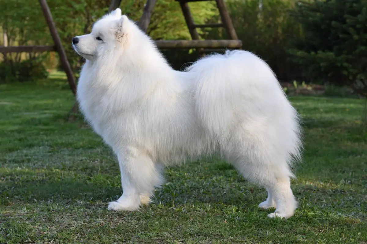 CAMARO OF STITCH Northern Fluff