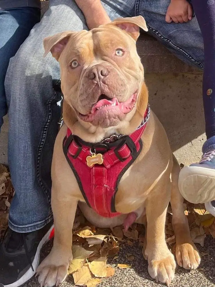 Shoreline's Canelo