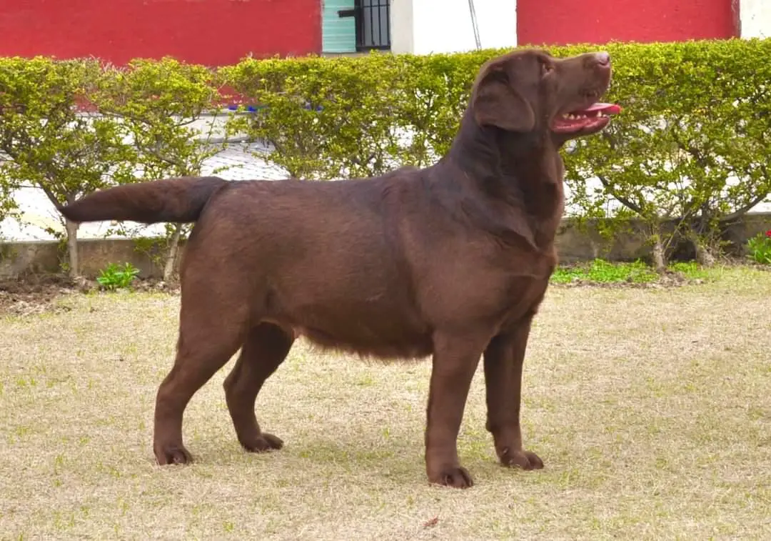 Chinar's Brown girl