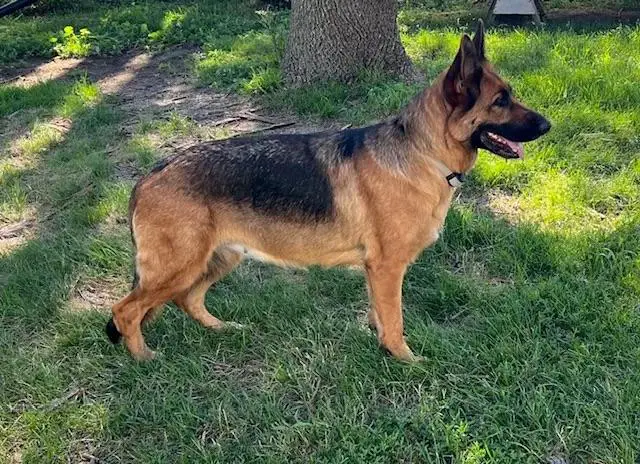 Daphodil Von Valiant