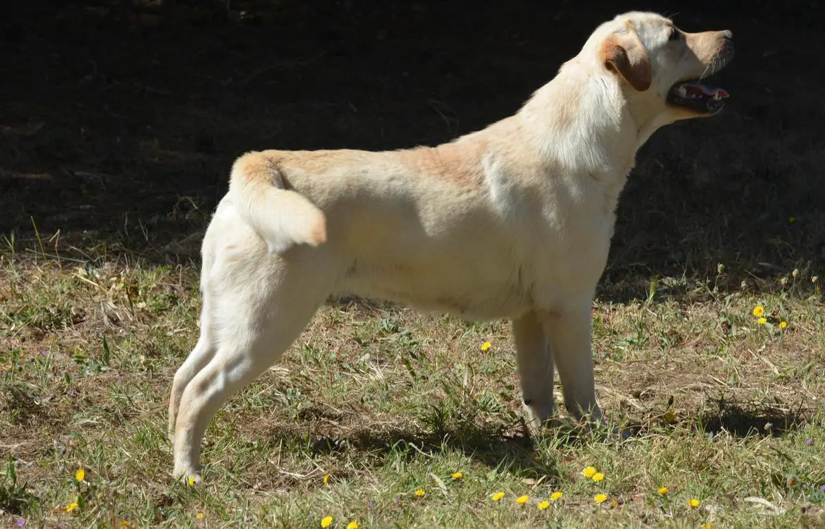 Celia's Tails Rumba