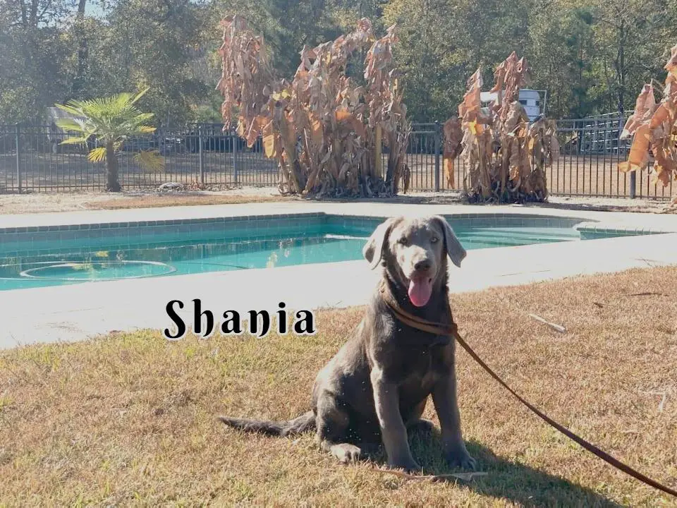 South'n Terr Shimmering Silver Shania
