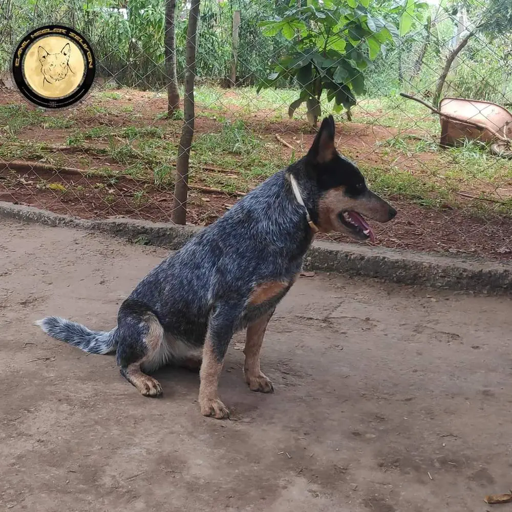 Valentine of Heeler's Selivon