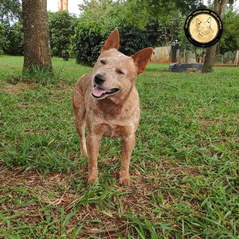 Dib of Heeler's Selivon