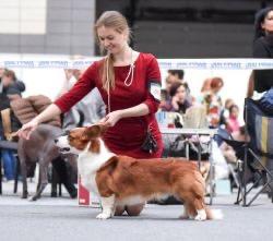 Corgi na Volge Finn Advanture Time