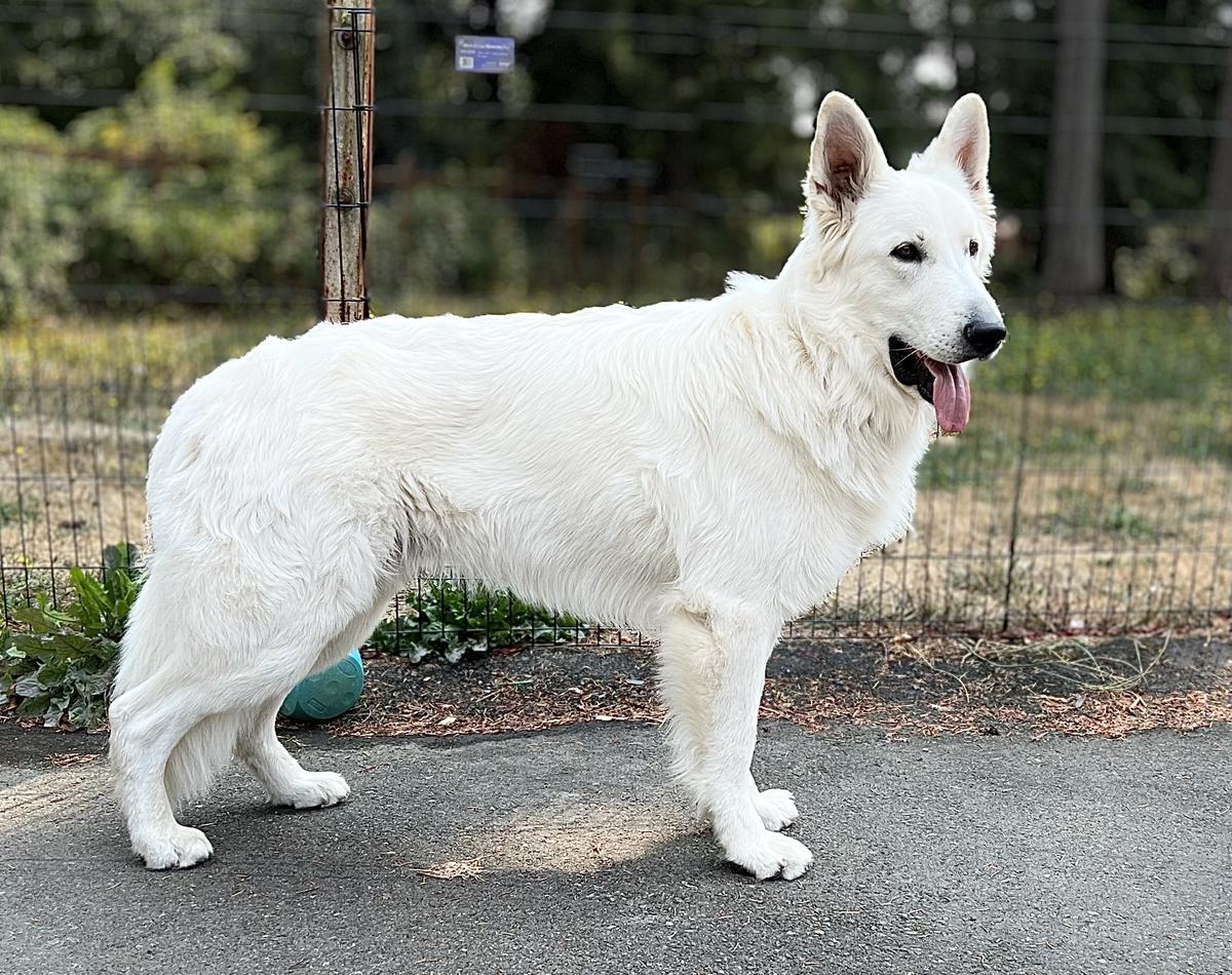 Legendary Spirit of Wildwood Kennels