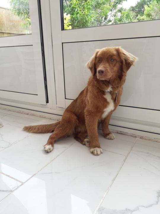 Canis Amicus Bimba