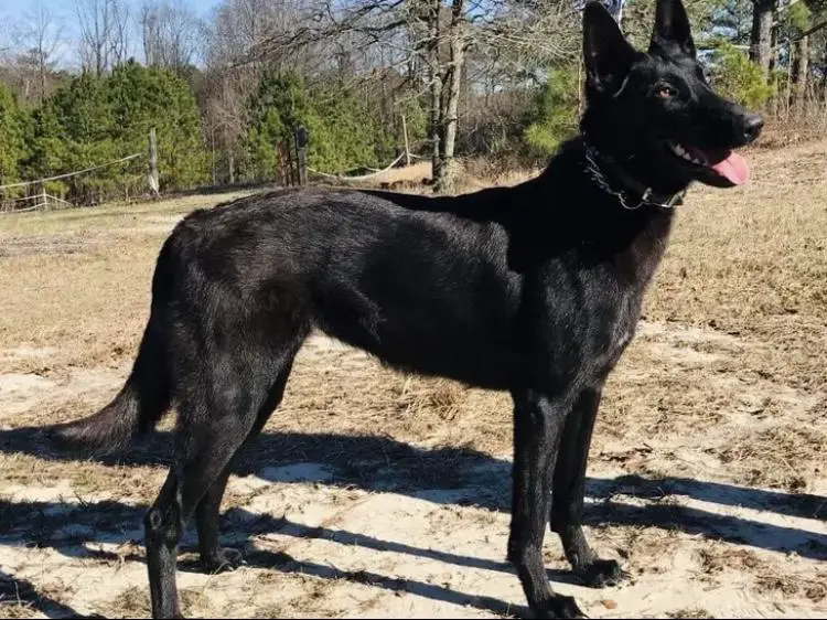 Spatzi (AKC DN65552710)