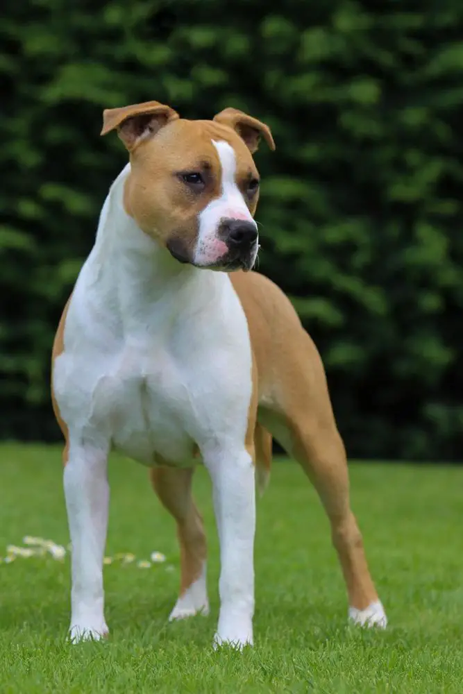 ZALIAMSTAFF A QUEENS JUSTYCE