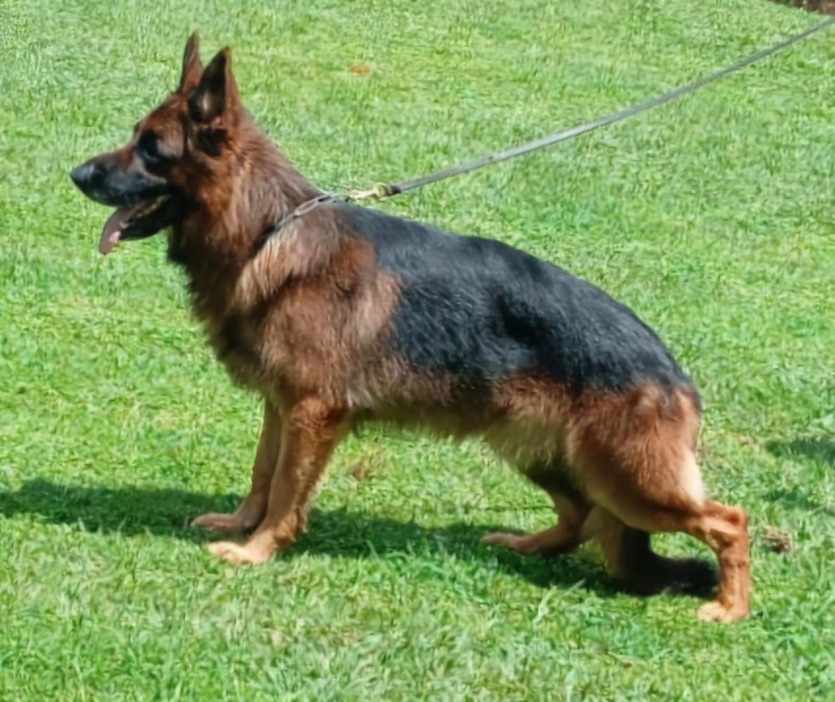 Ronnie do Brasão do Cerrado