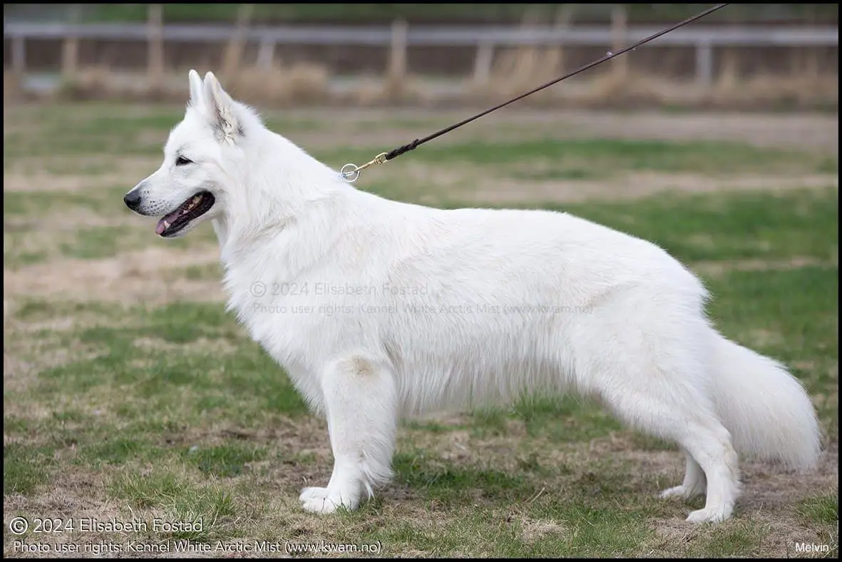 Melvin av White Arctic Mist