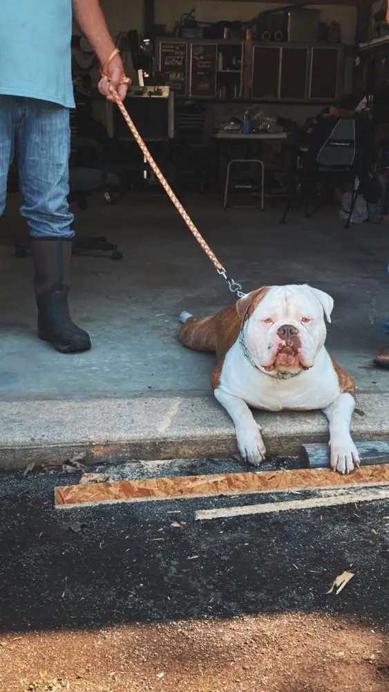 Blue Collars Louie of Cajun Country