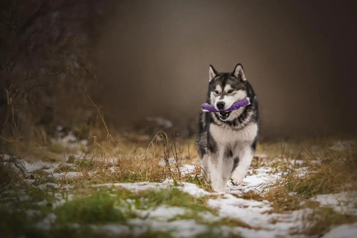 STEFFTIAM NJORD IS IMPECCABLE