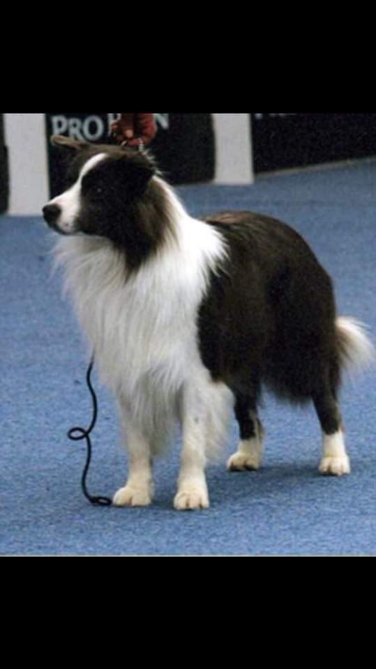 Casper (QUEIJEIRO/CESARMAN)