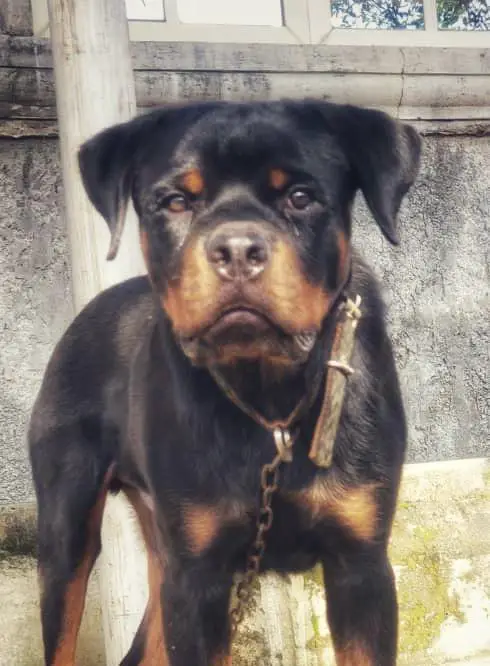 ARNOLD OF DON KENNEL
