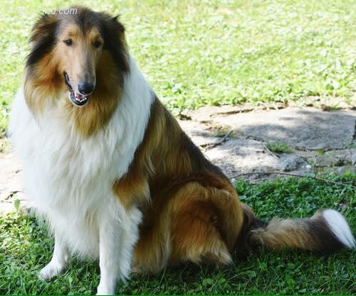 KENTUCKY COLLIES CHANEL NUMBER 1