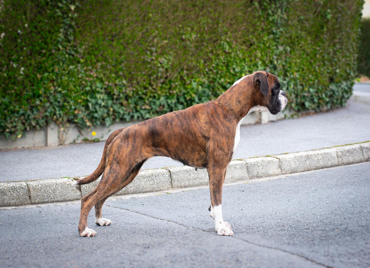 Sowilo de Boxer de Infantes de Torote