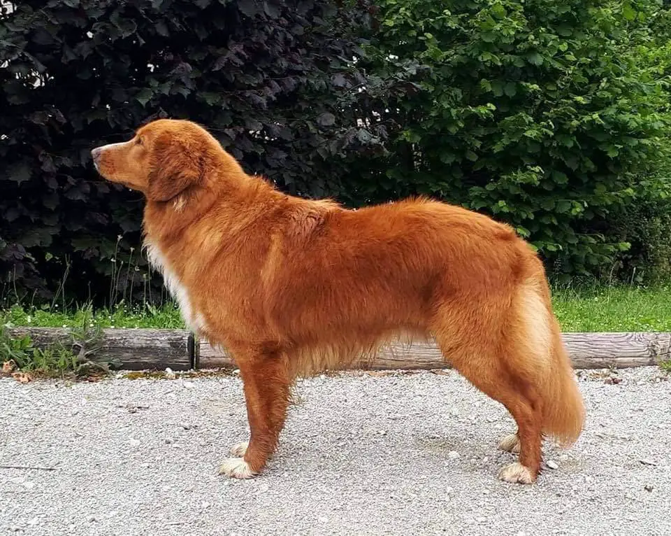Micmac Malto des Terres du Phénix
