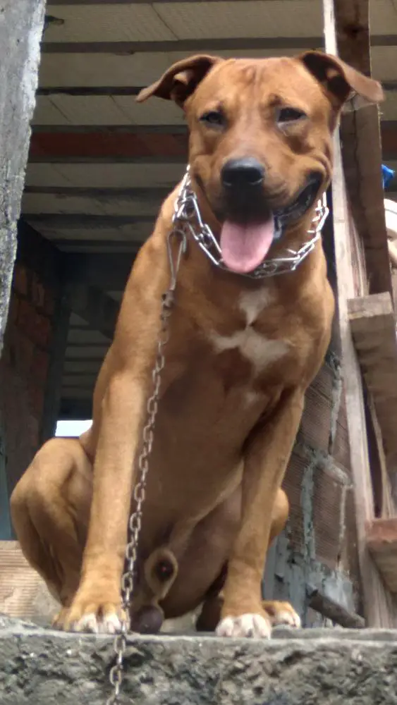 Thithe's Tupã