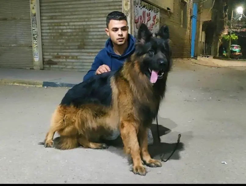 SIMBA Russian Pharaoh Kennel