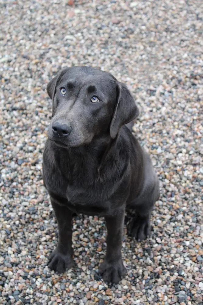 RCs Lille Charcoal Bone Runner